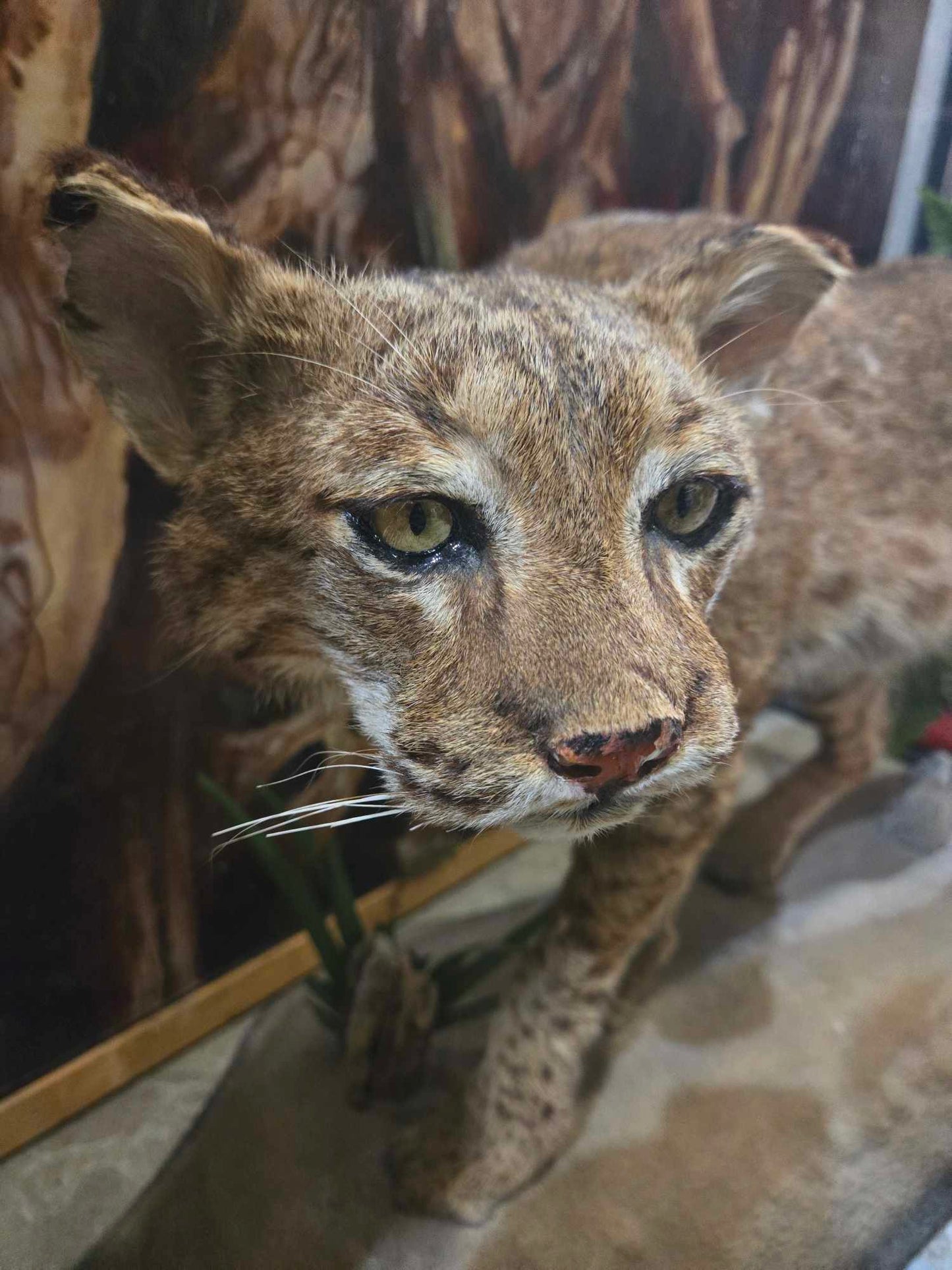 Taxidermie Lynx