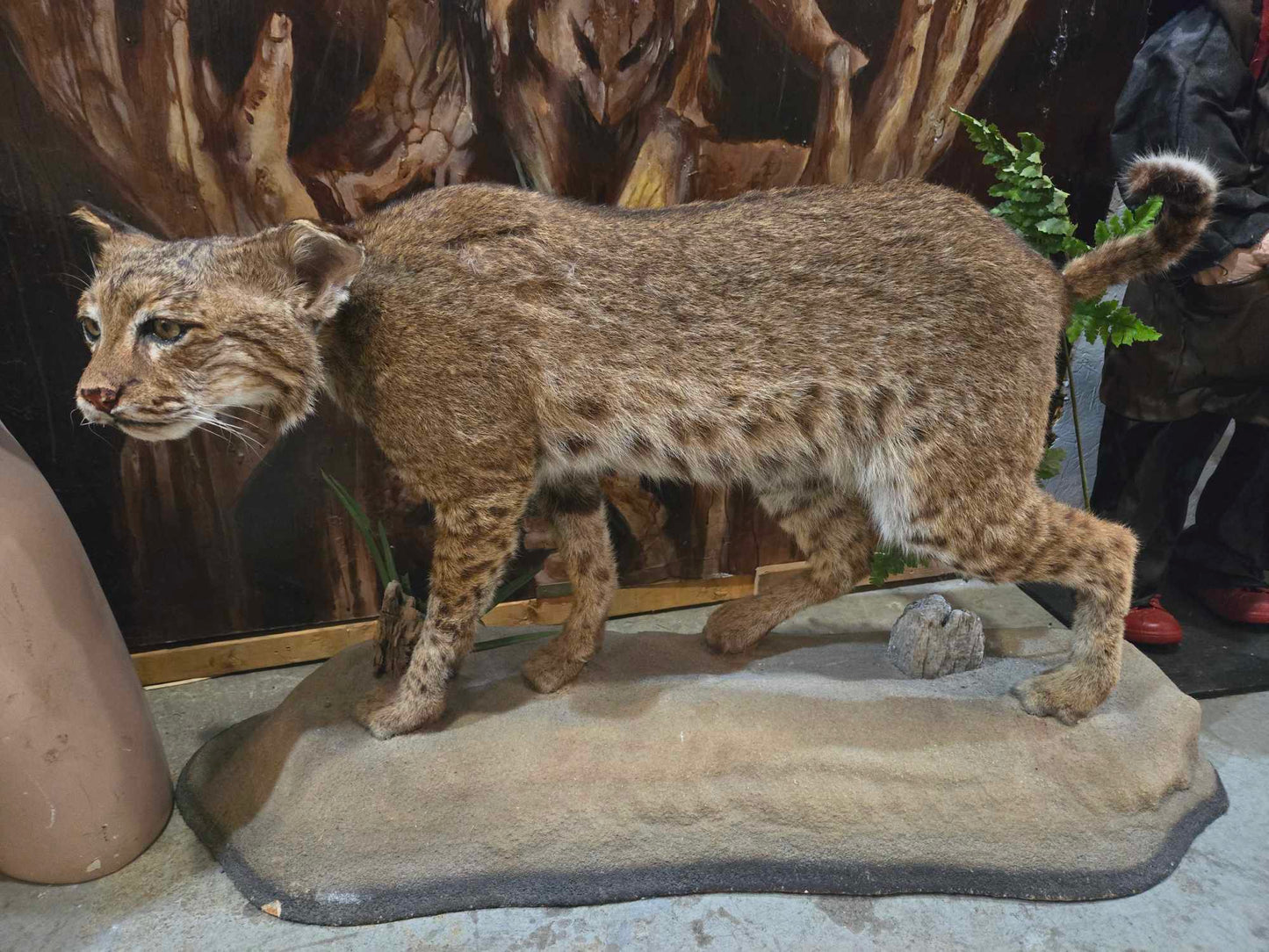 Taxidermie Lynx