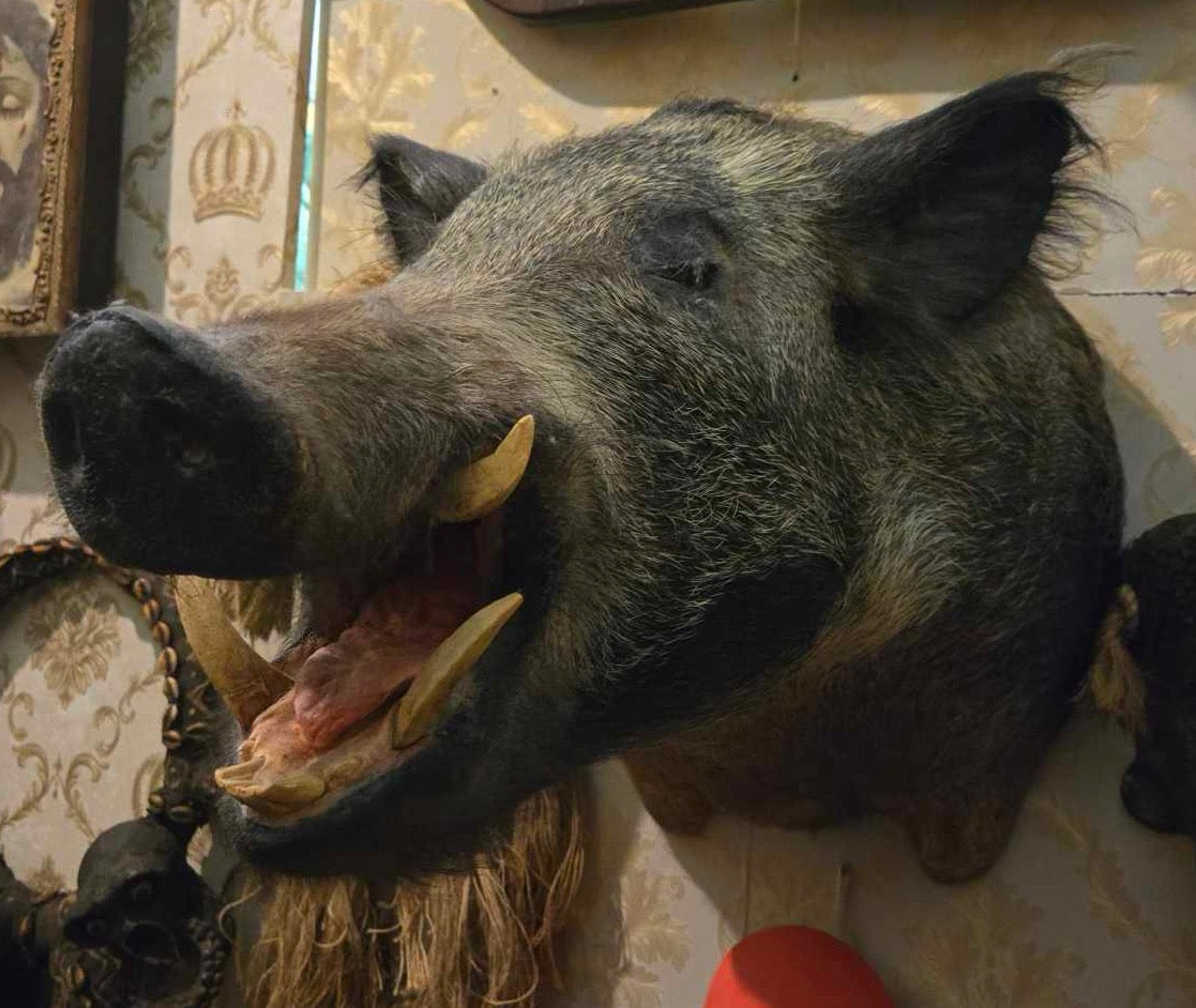 Taxidermie Tête de Sanglier