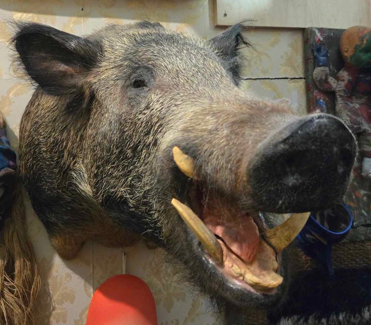 Taxidermie Tête de Sanglier