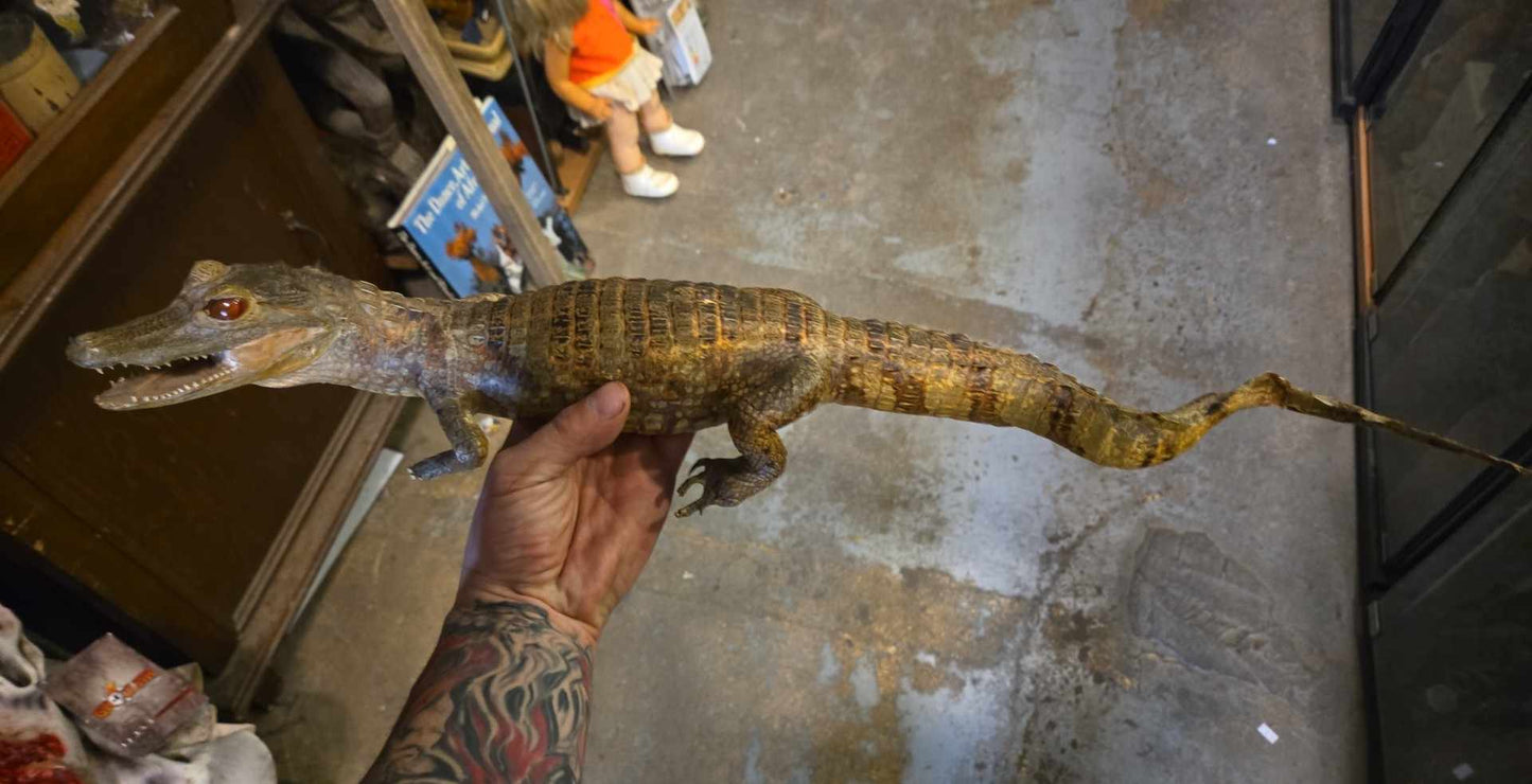 Taxidermie Petit Crocodile