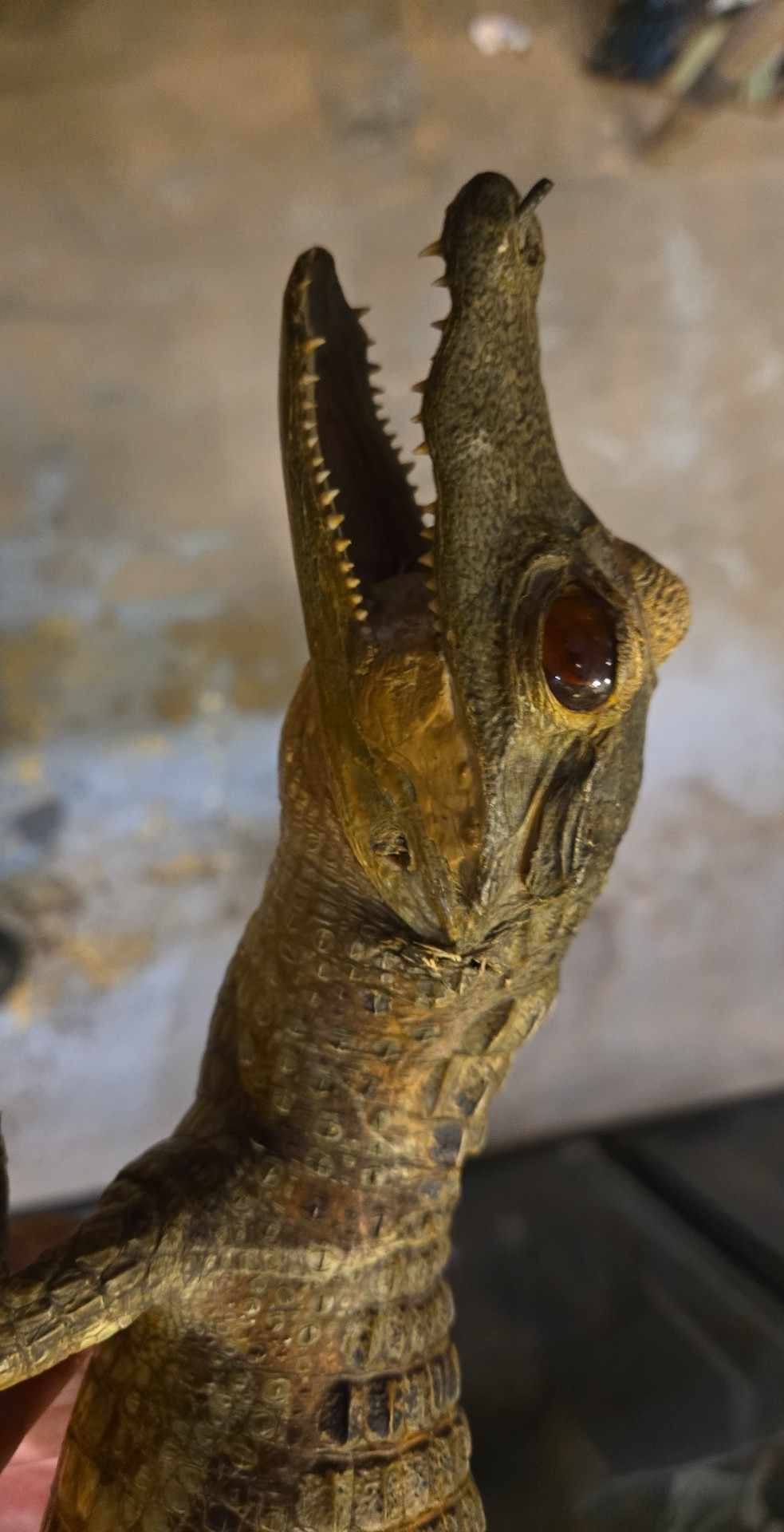 Taxidermie Petit Crocodile