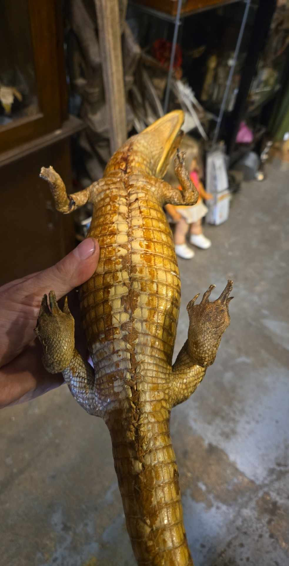 Taxidermie Petit Crocodile