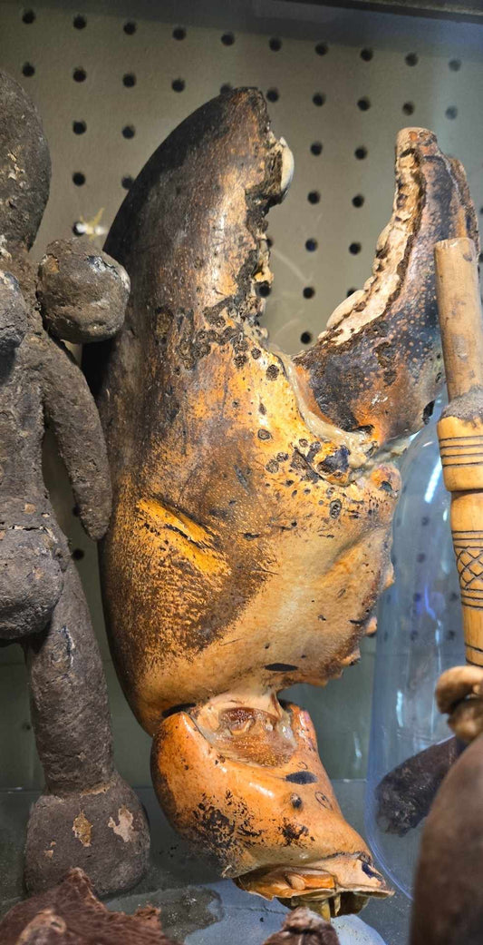 Immense Pince de Homard Naturalisée