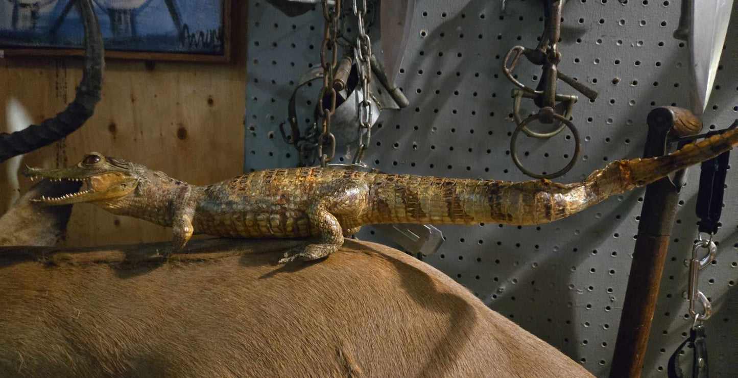 Taxidermie Petit Crocodile