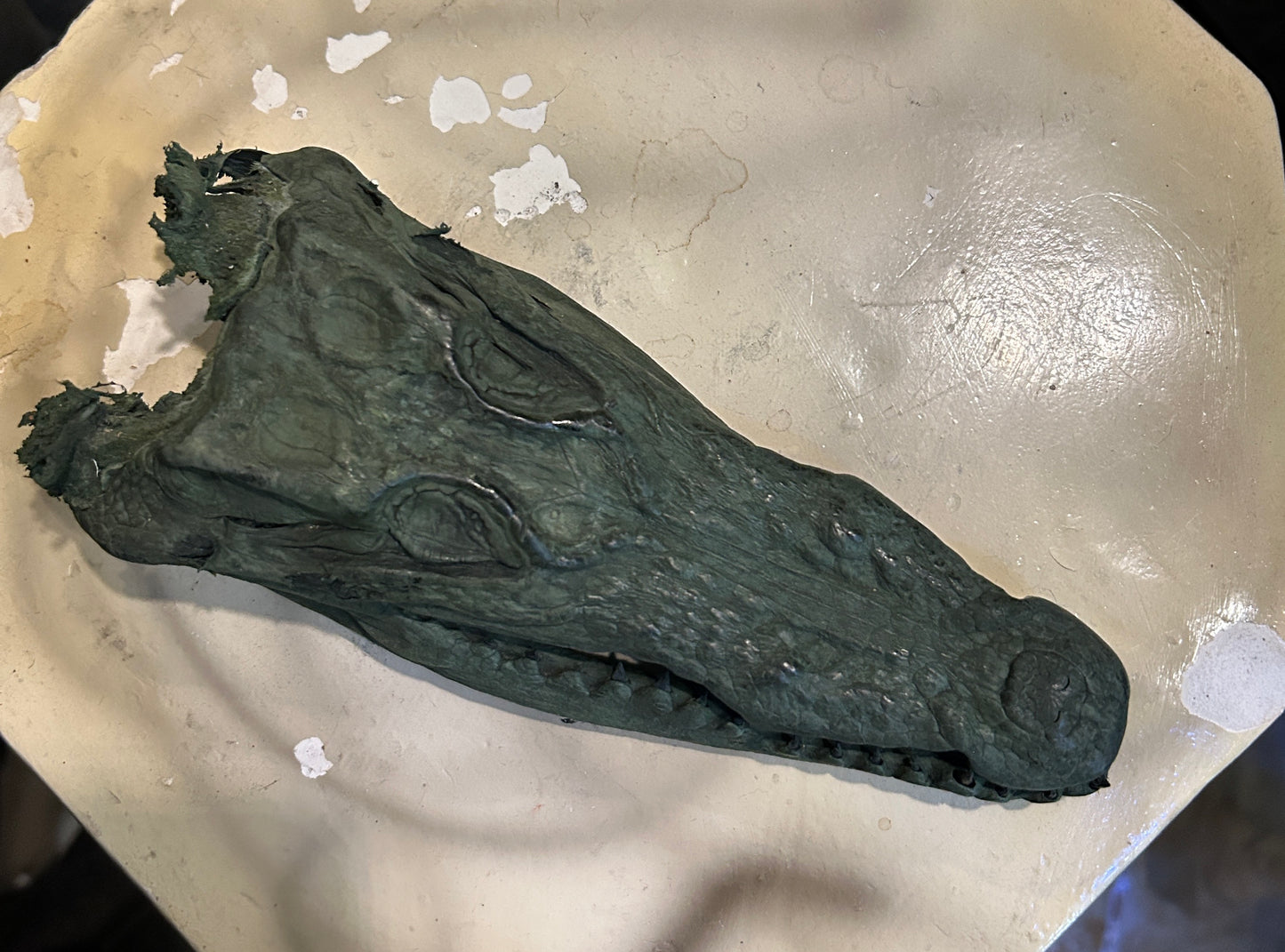 Taxidermie Petite Tête de crocodile