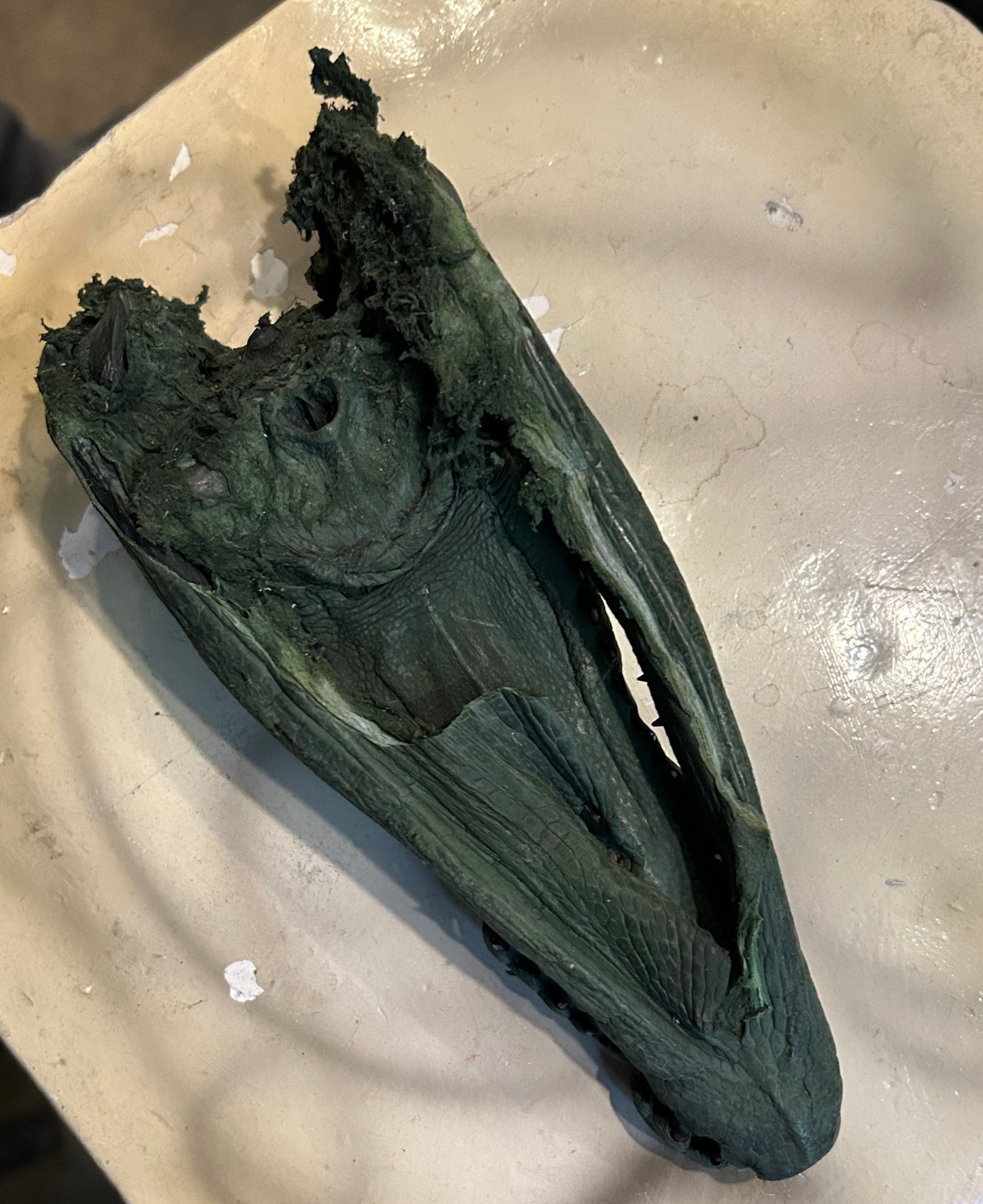 Taxidermie Petite Tête de crocodile