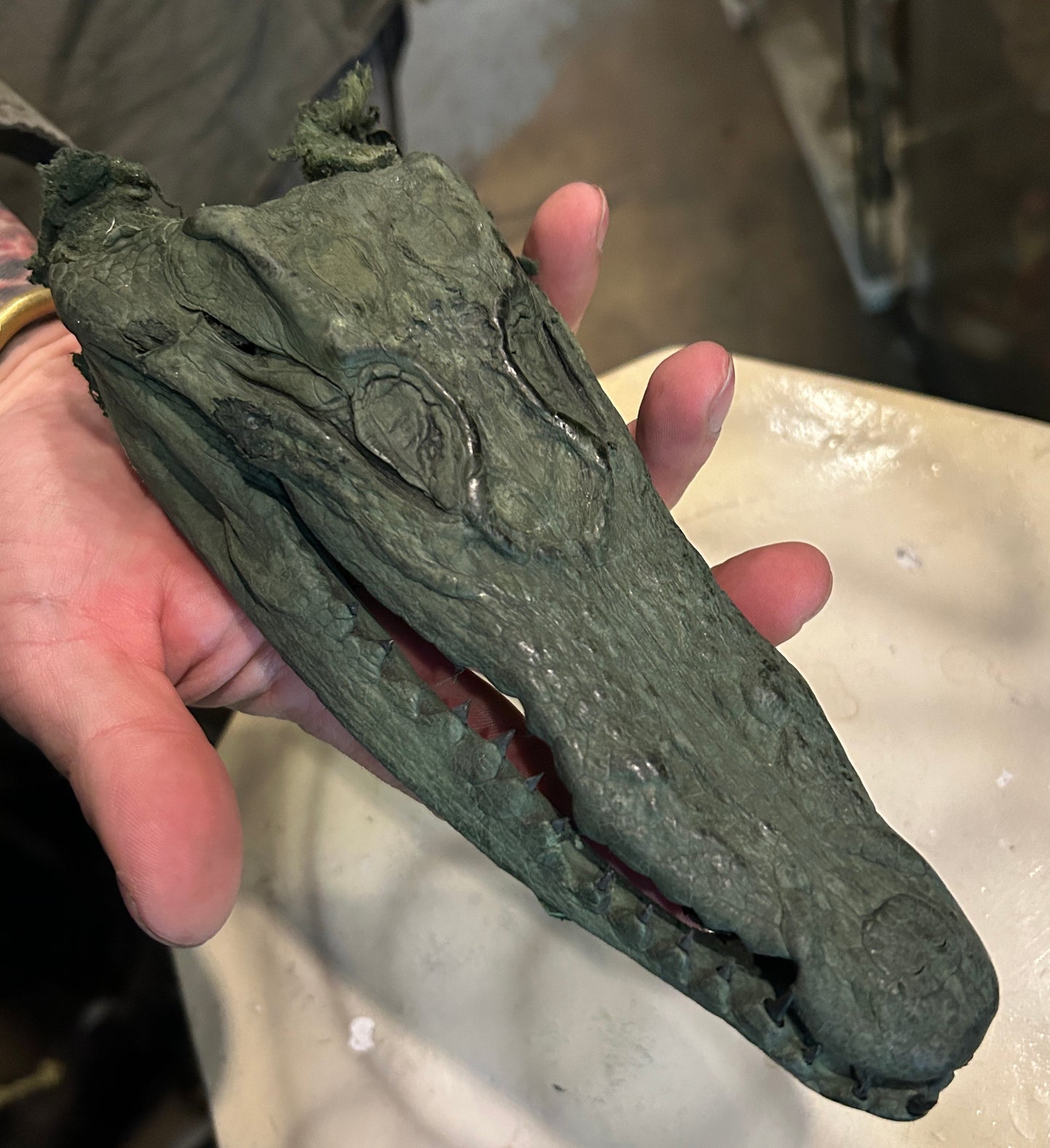 Taxidermie Petite Tête de crocodile