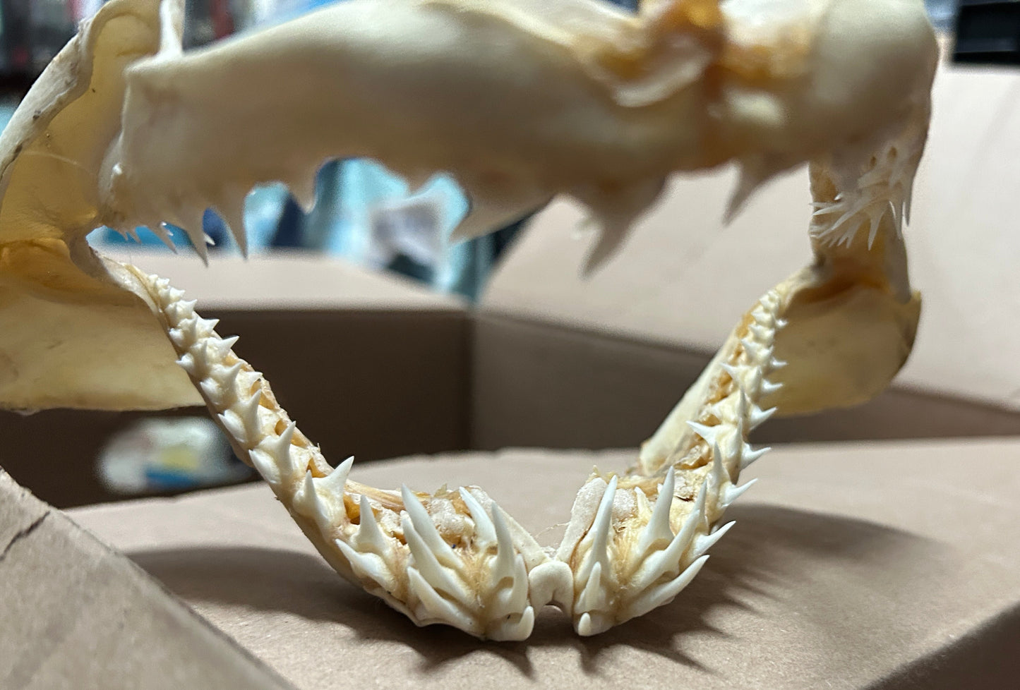 Mâchoire de requin