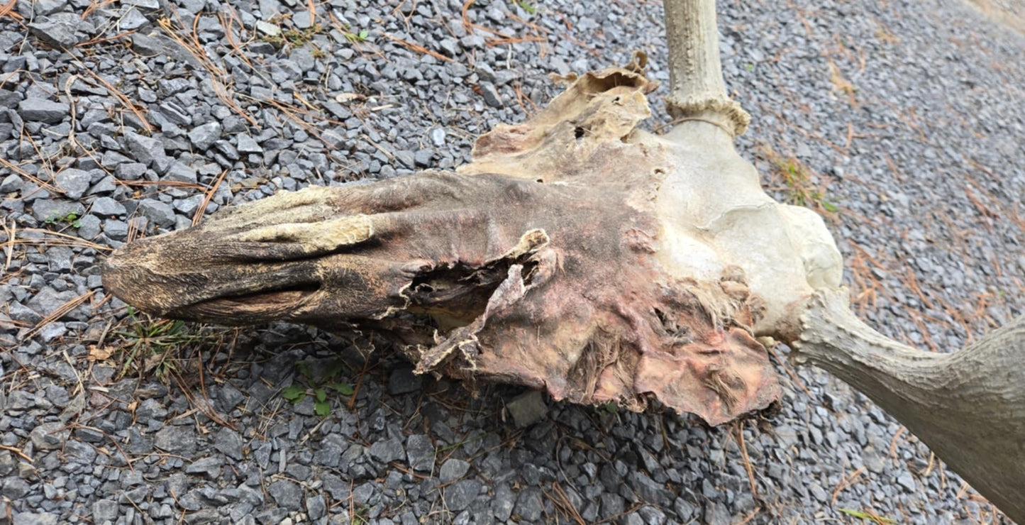 Crâne d'orignal et peau déshydratée.