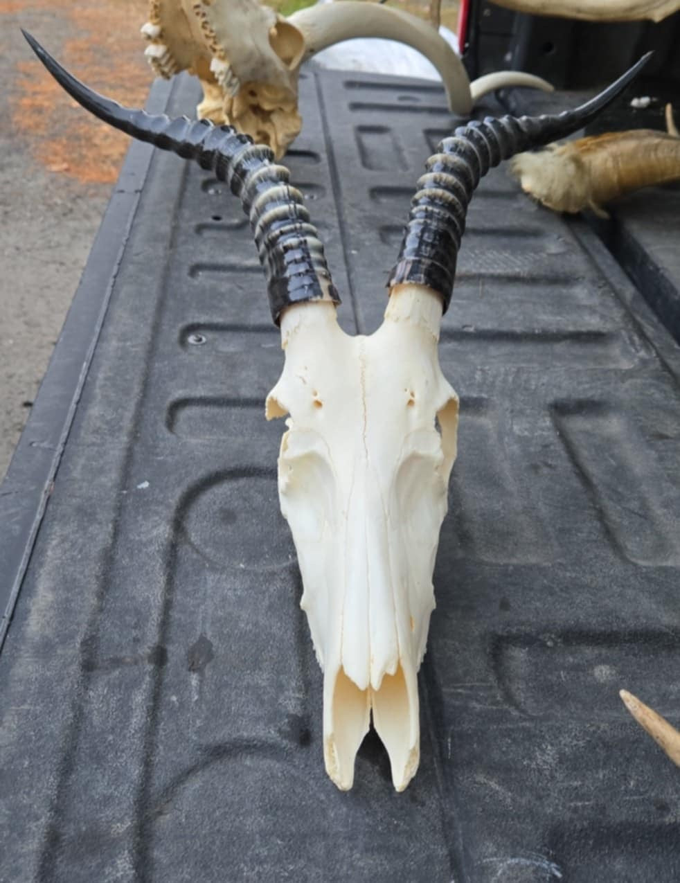 Crâne d'antilope blanchis et vernis