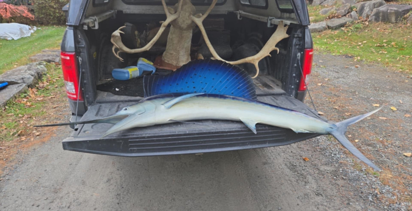 Taxidermie Marlin Voilier Sailfish