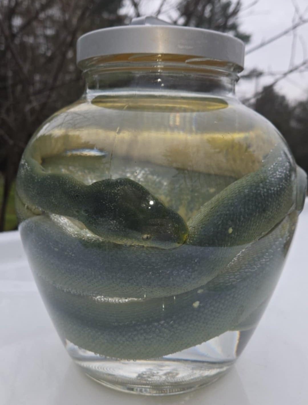 Wet Specimen Python Vert