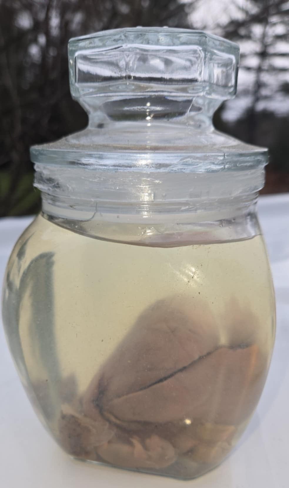 Wet Specimen porcelets et placenta de porc