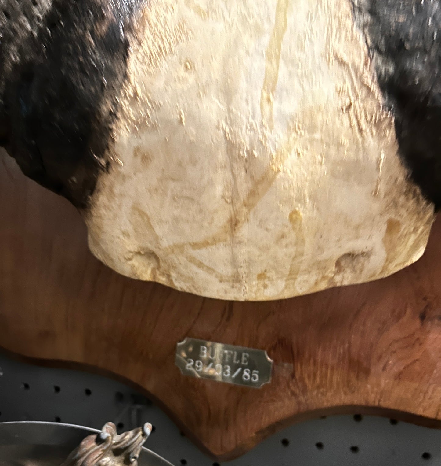 Scalp et cornes de buffle