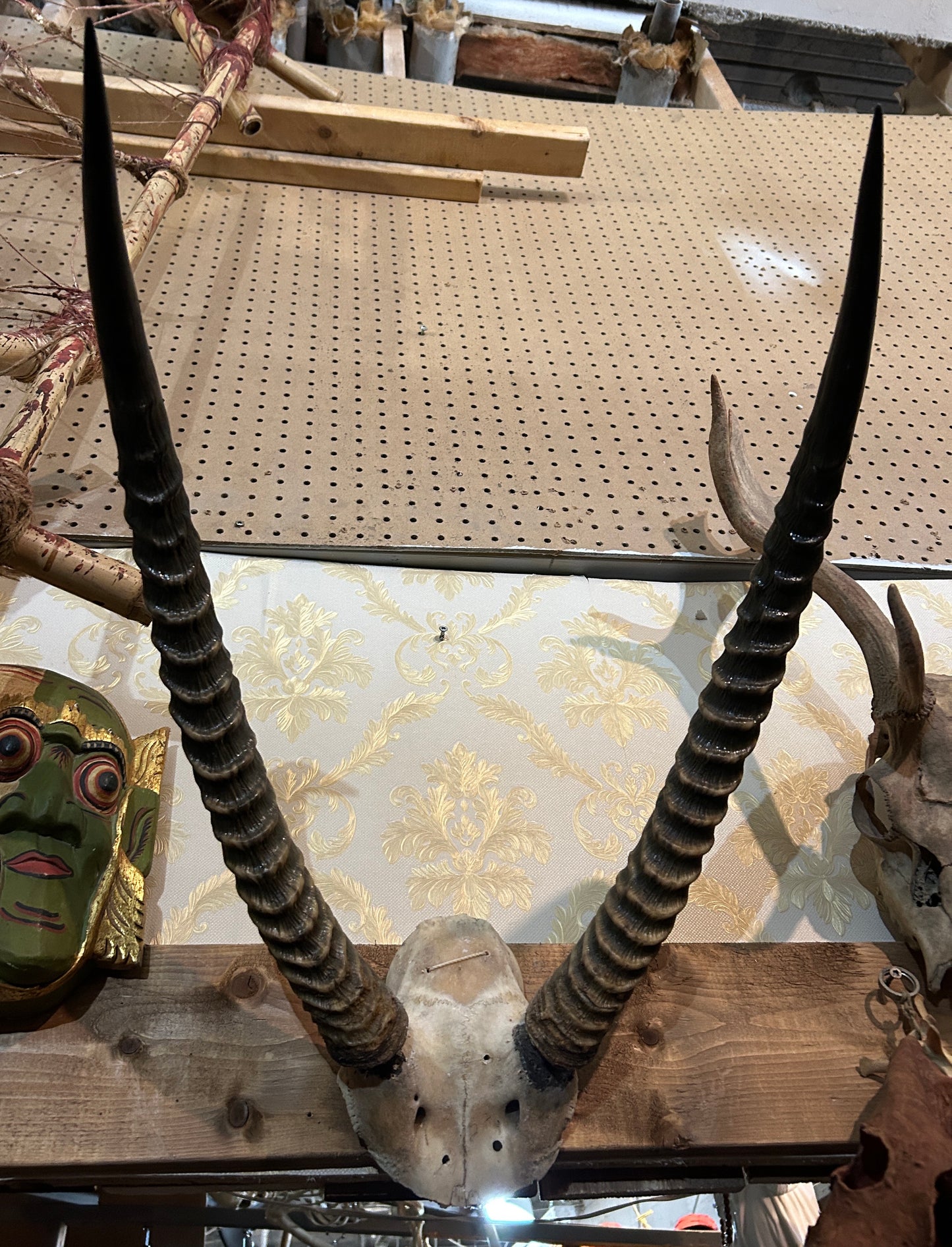 Scalp et cornes d'antilope