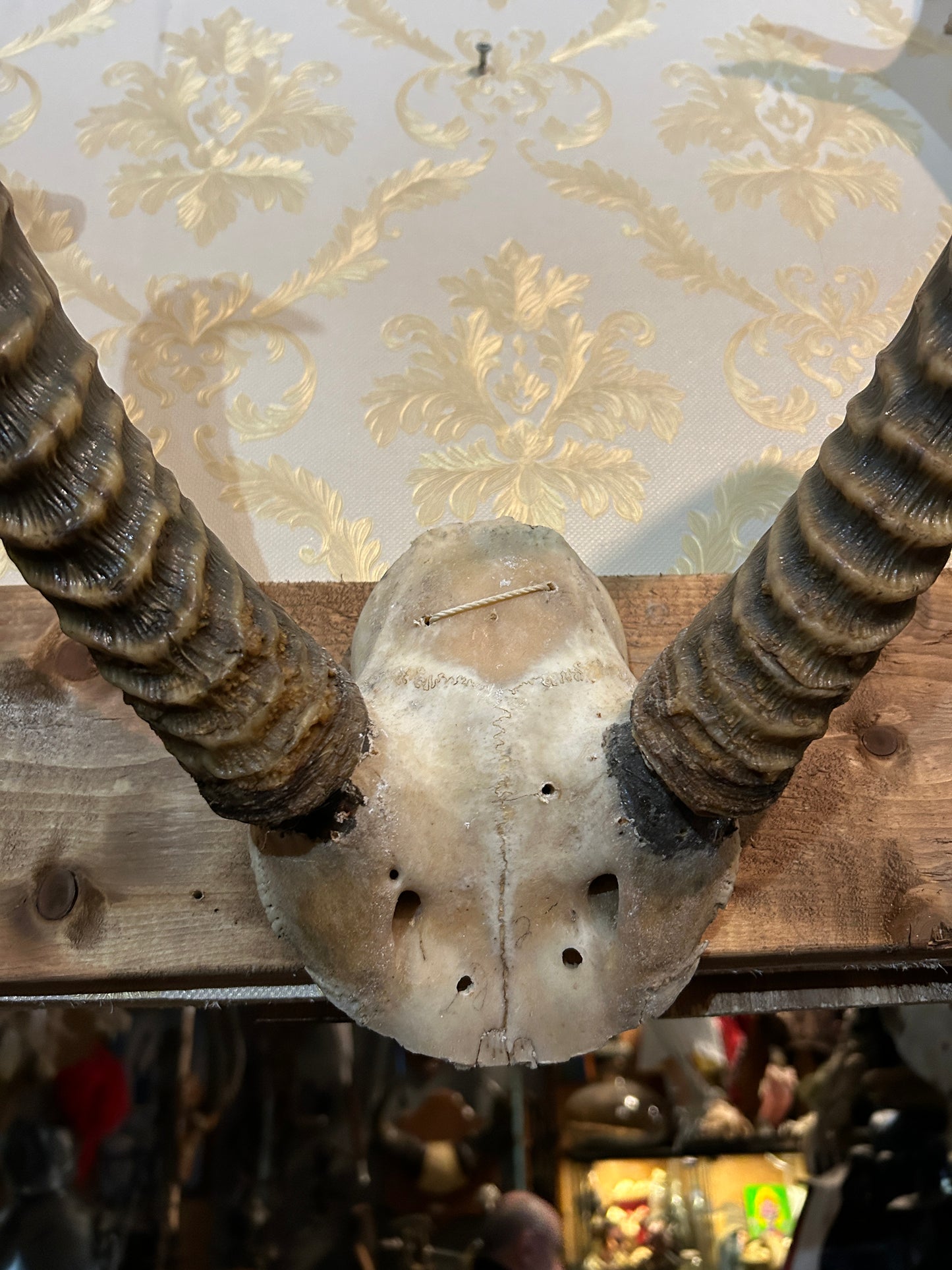 Scalp et cornes d'antilope