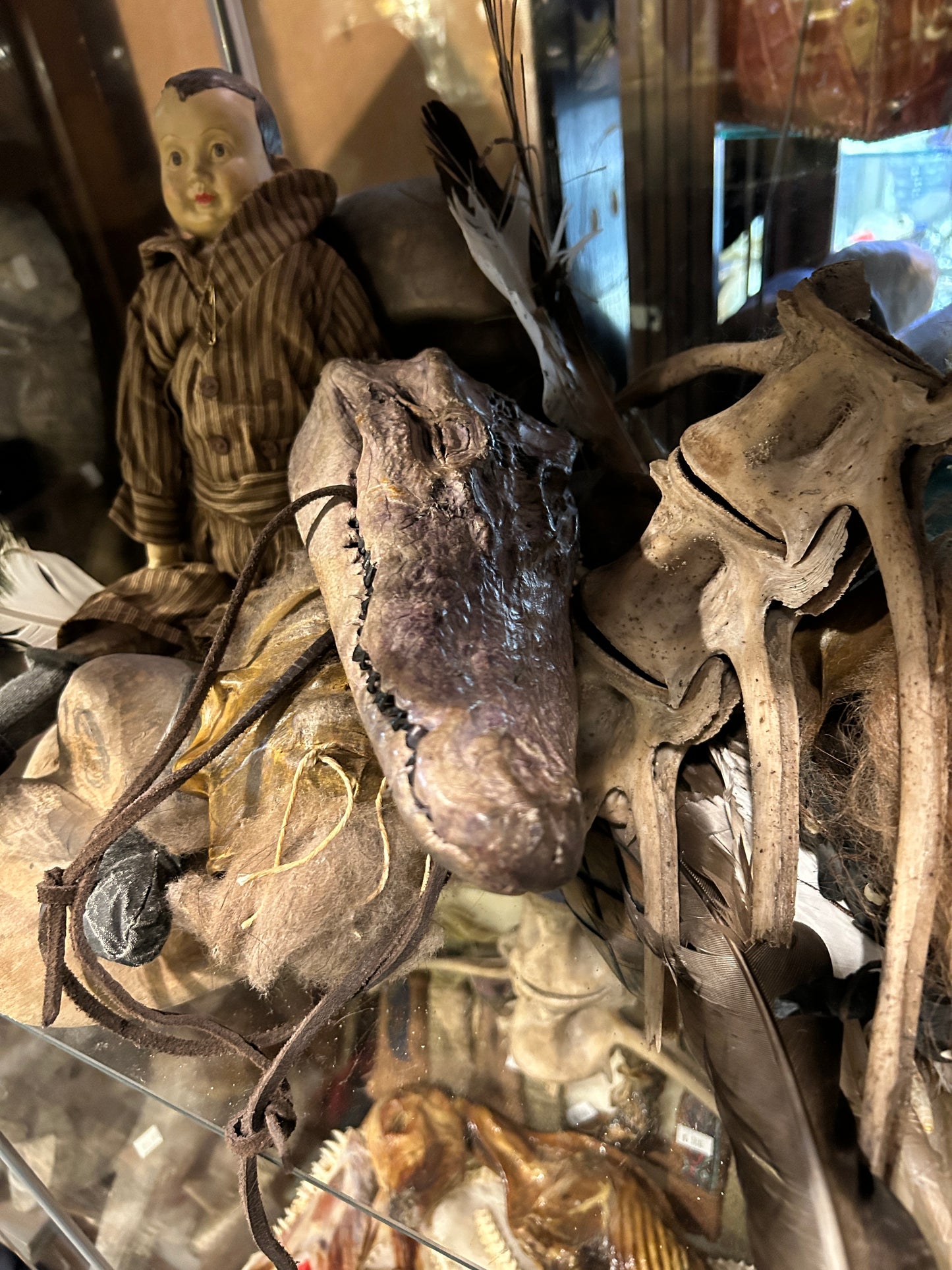 tête de crocodile naturalisée