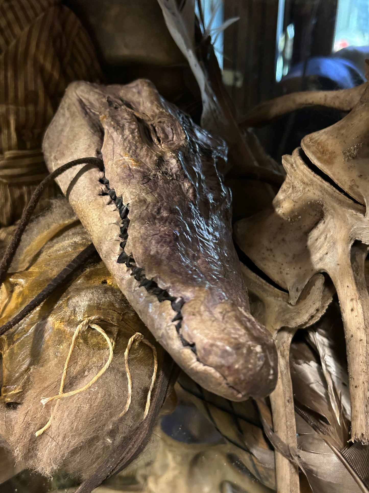 tête de crocodile naturalisée