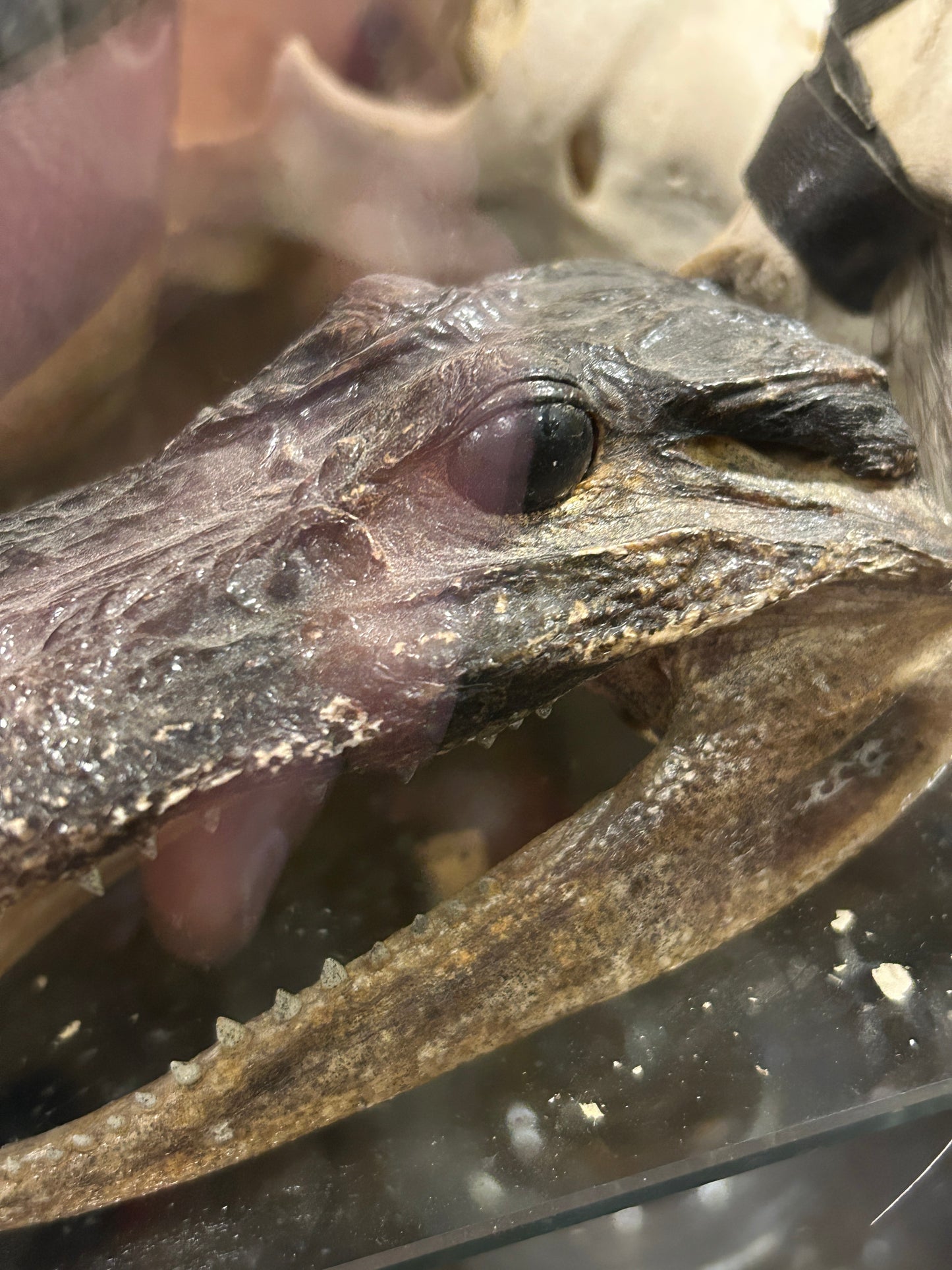 Petite taxidermie tête d'alligator