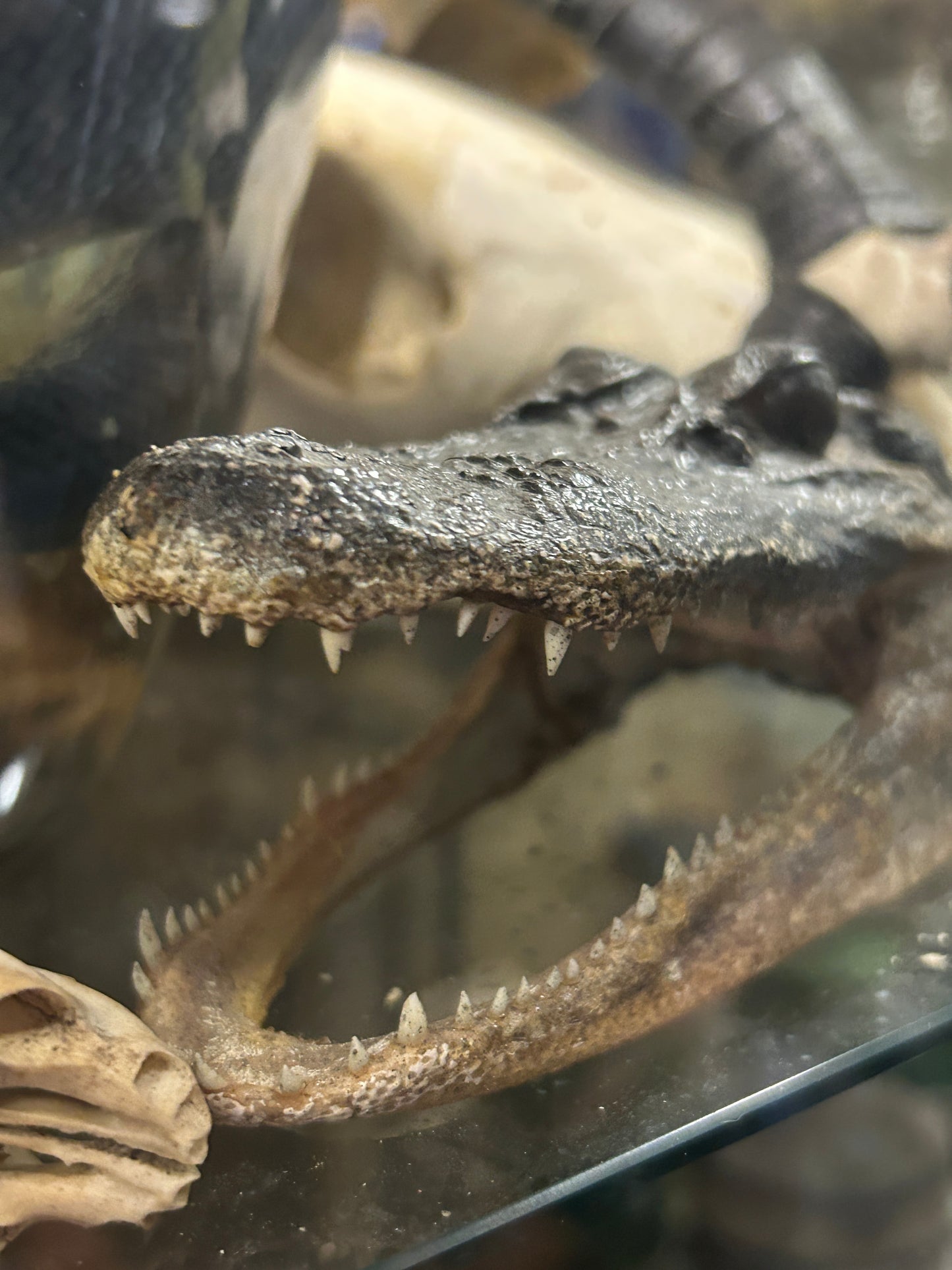 Petite taxidermie tête d'alligator
