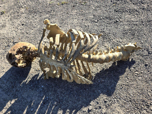 Crâne, cage thoracique et colone vertébrale