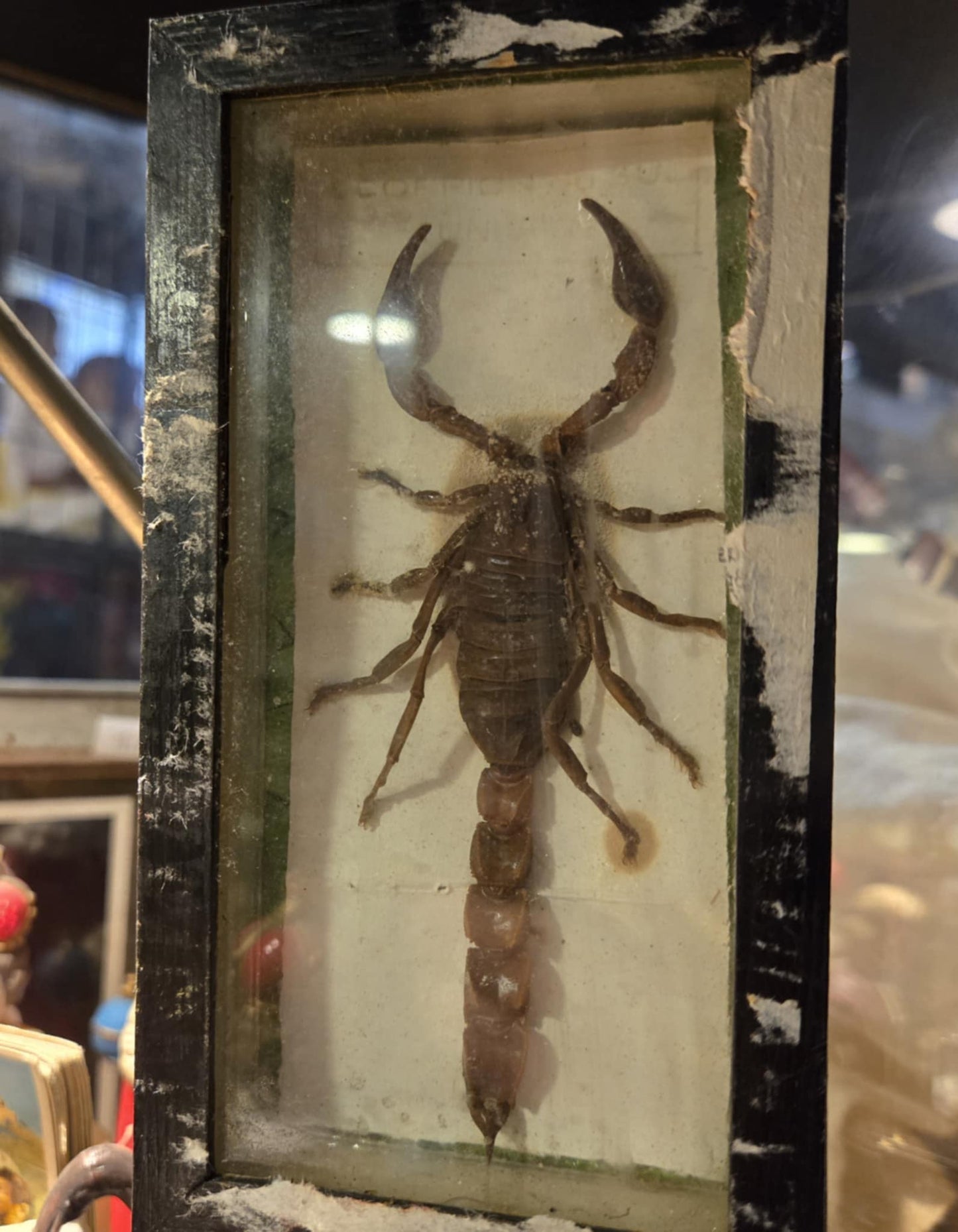 Scorpion naturalisé.