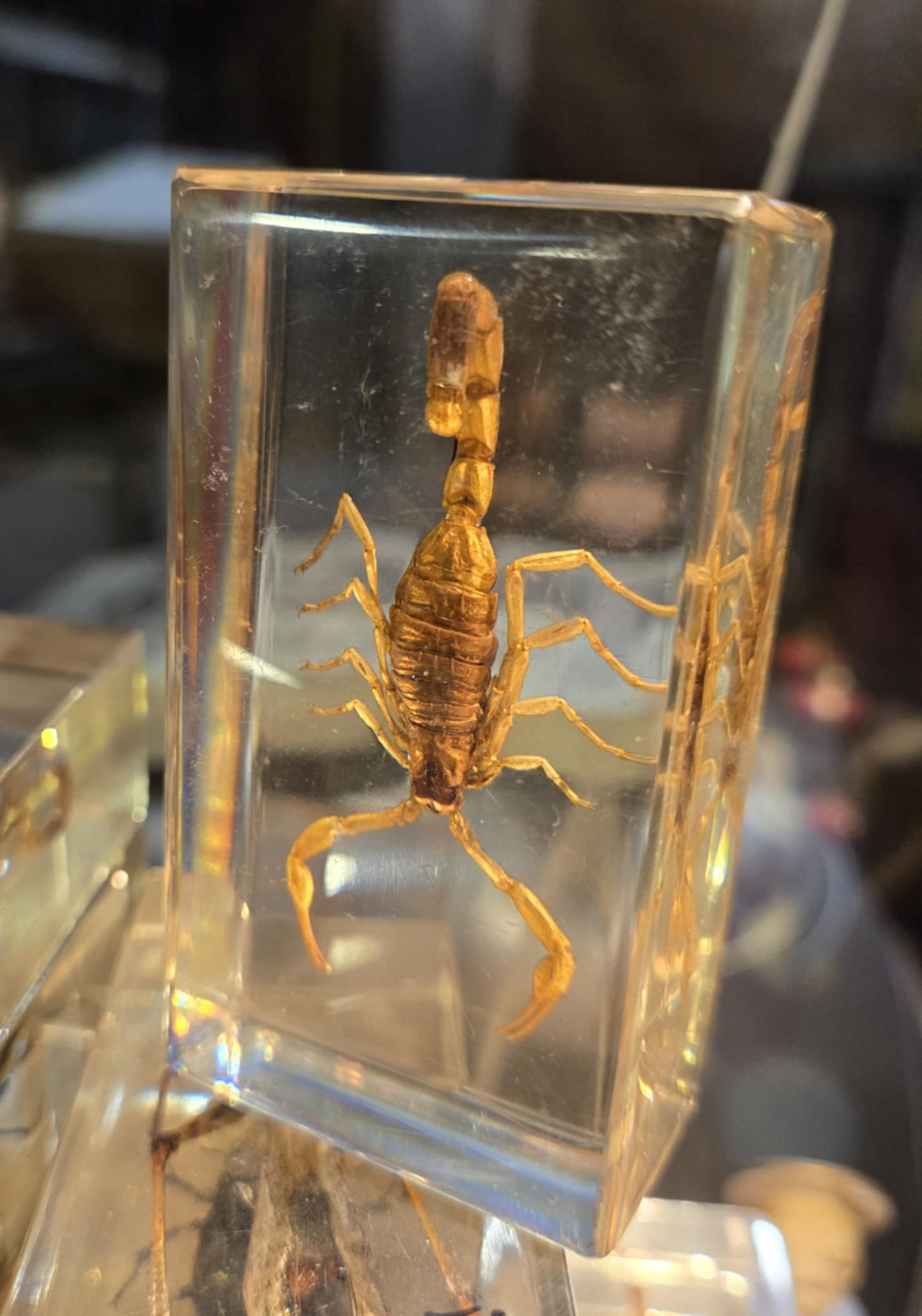 Petit scorpion naturalisé