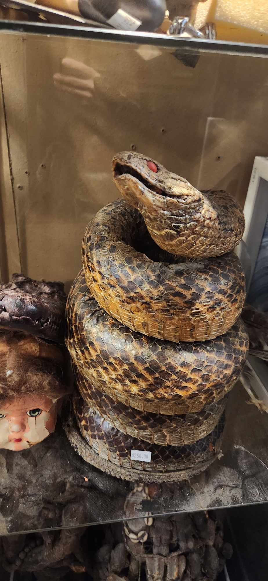 Serpent empaillé