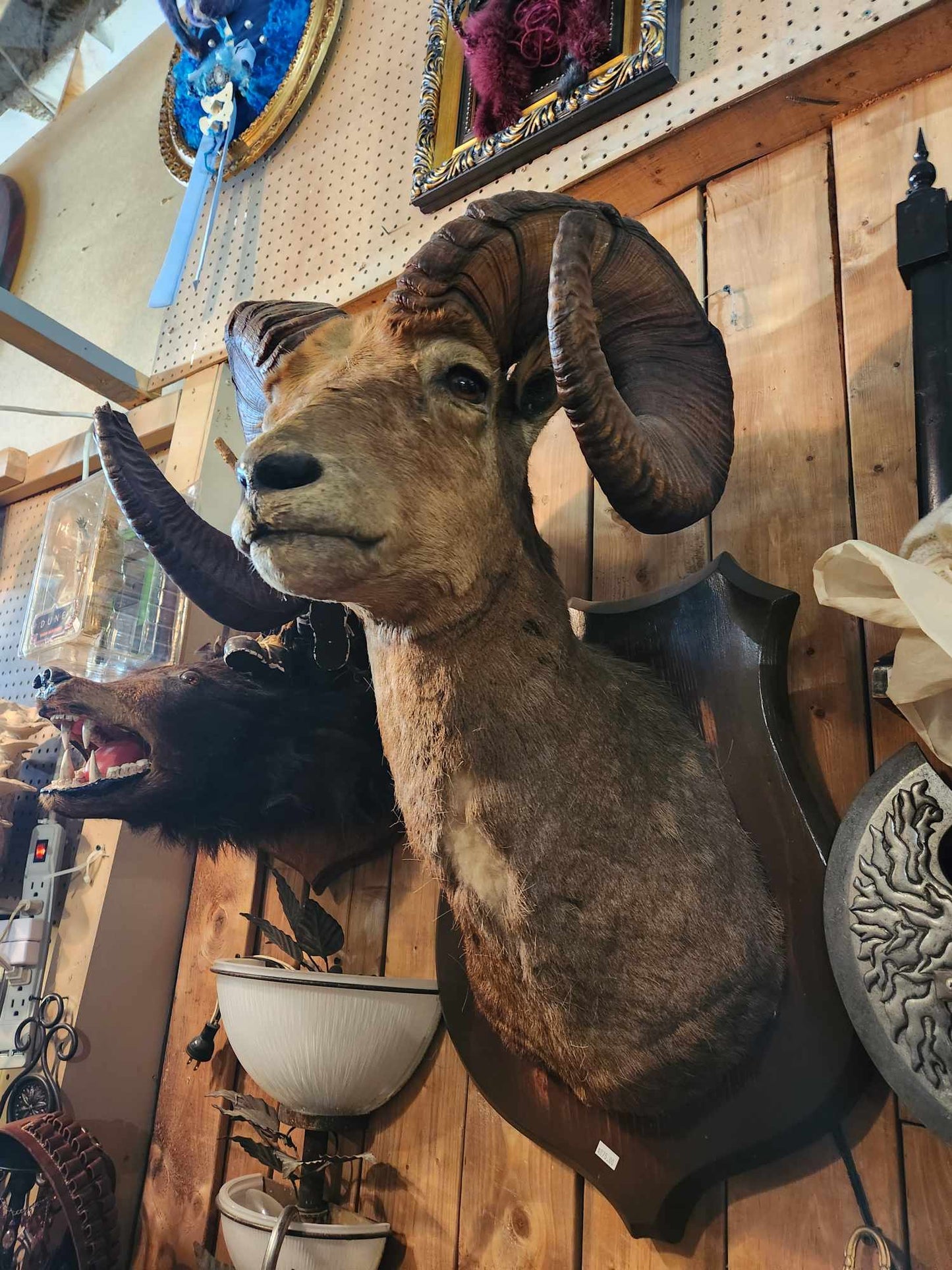Taxidermie tête de moufflon.