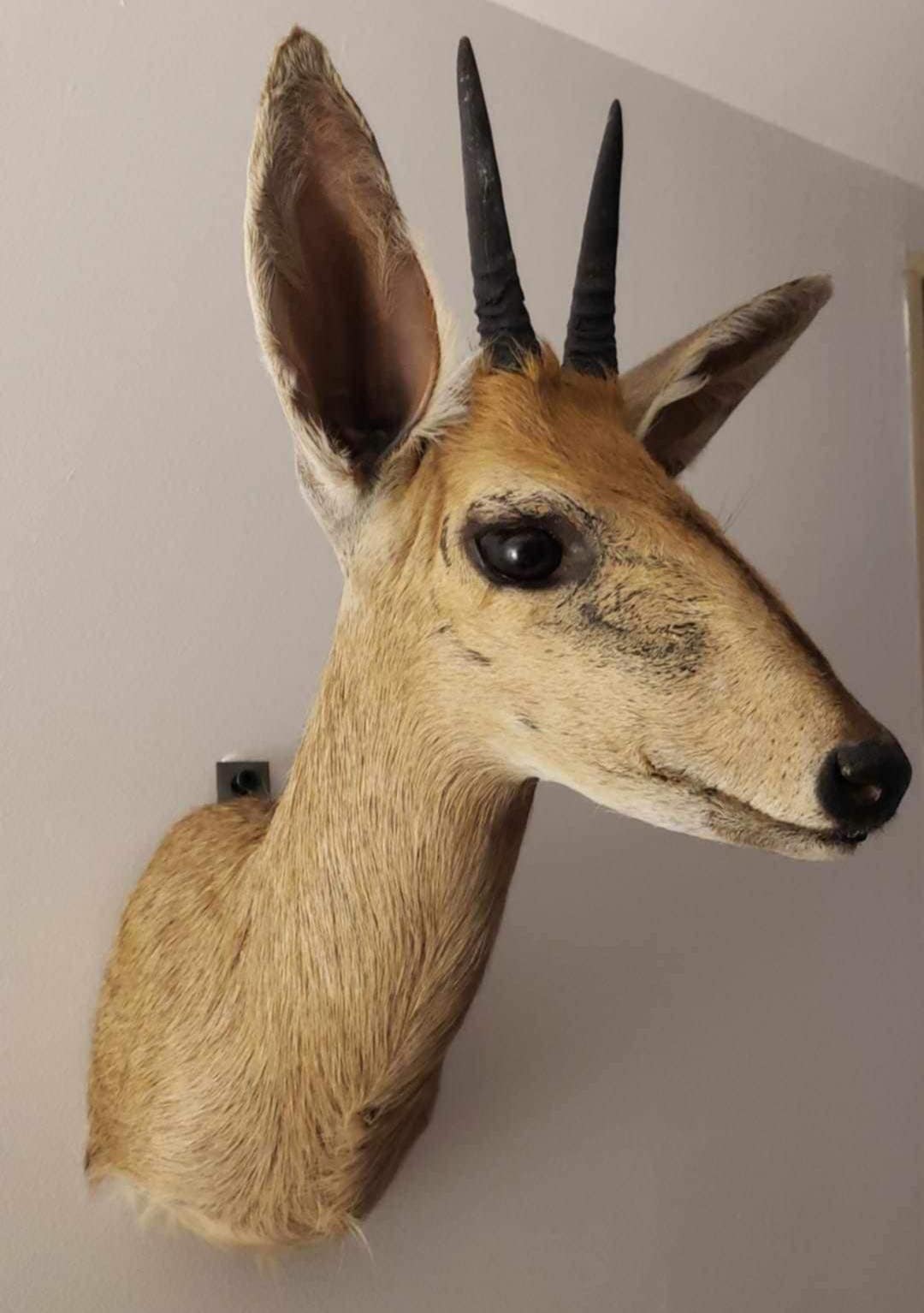 Taxidermie tête de jeune antilope.
