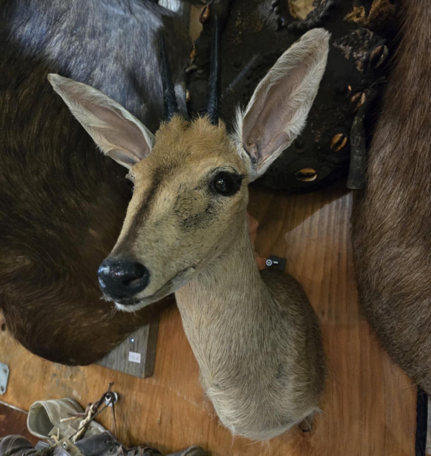 Taxidermie tête de jeune antilope.