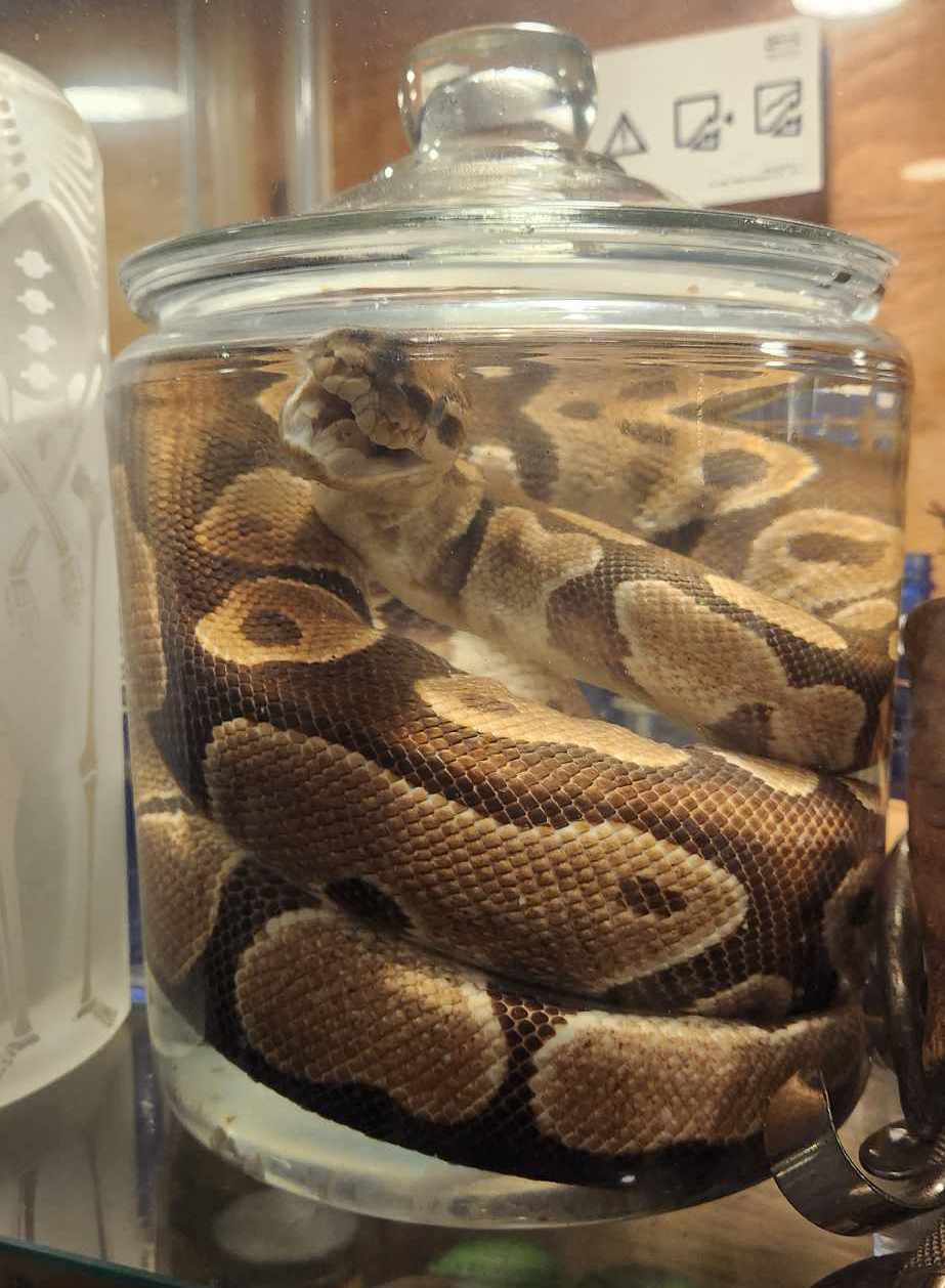 Wet Specimen Python Royal