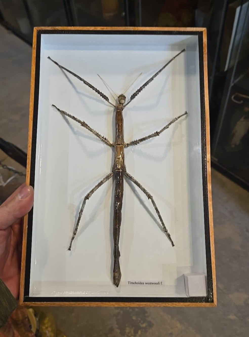Taxidermie Insecte Phasme encadré