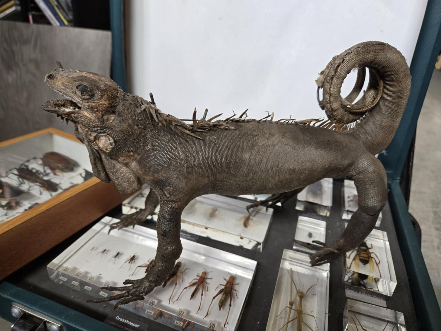 Taxidermie antique iguane