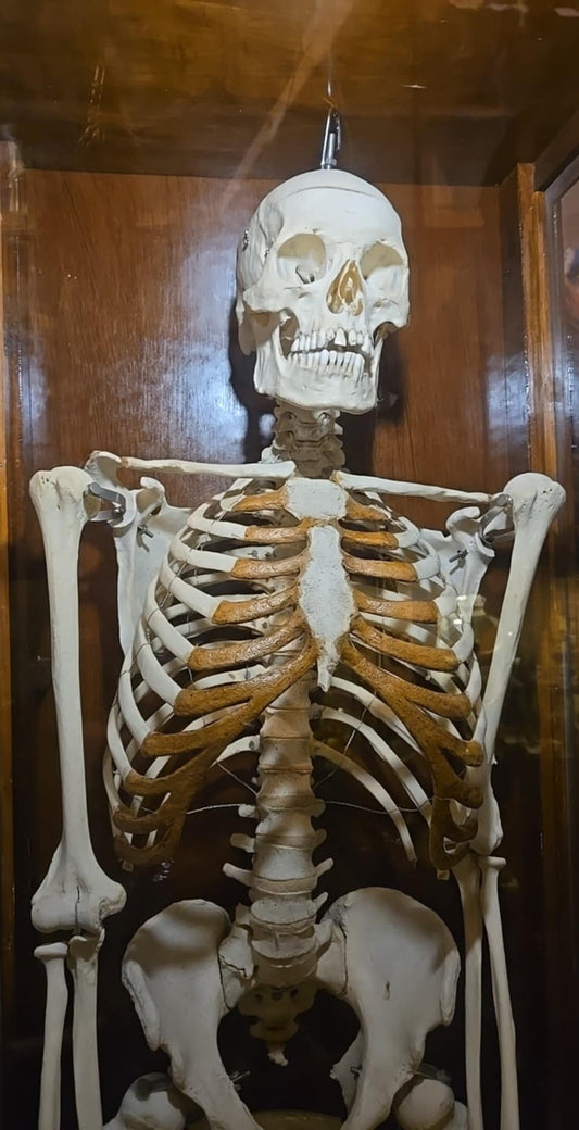 Véritable Squelette Humain Médical & Meuble