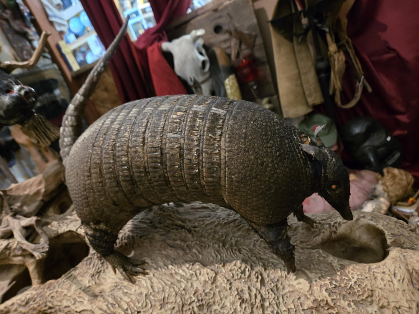 Taxidermie vintage tatou