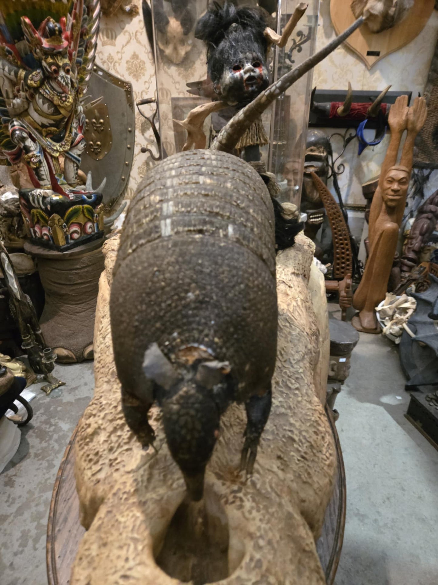 Taxidermie vintage tatou