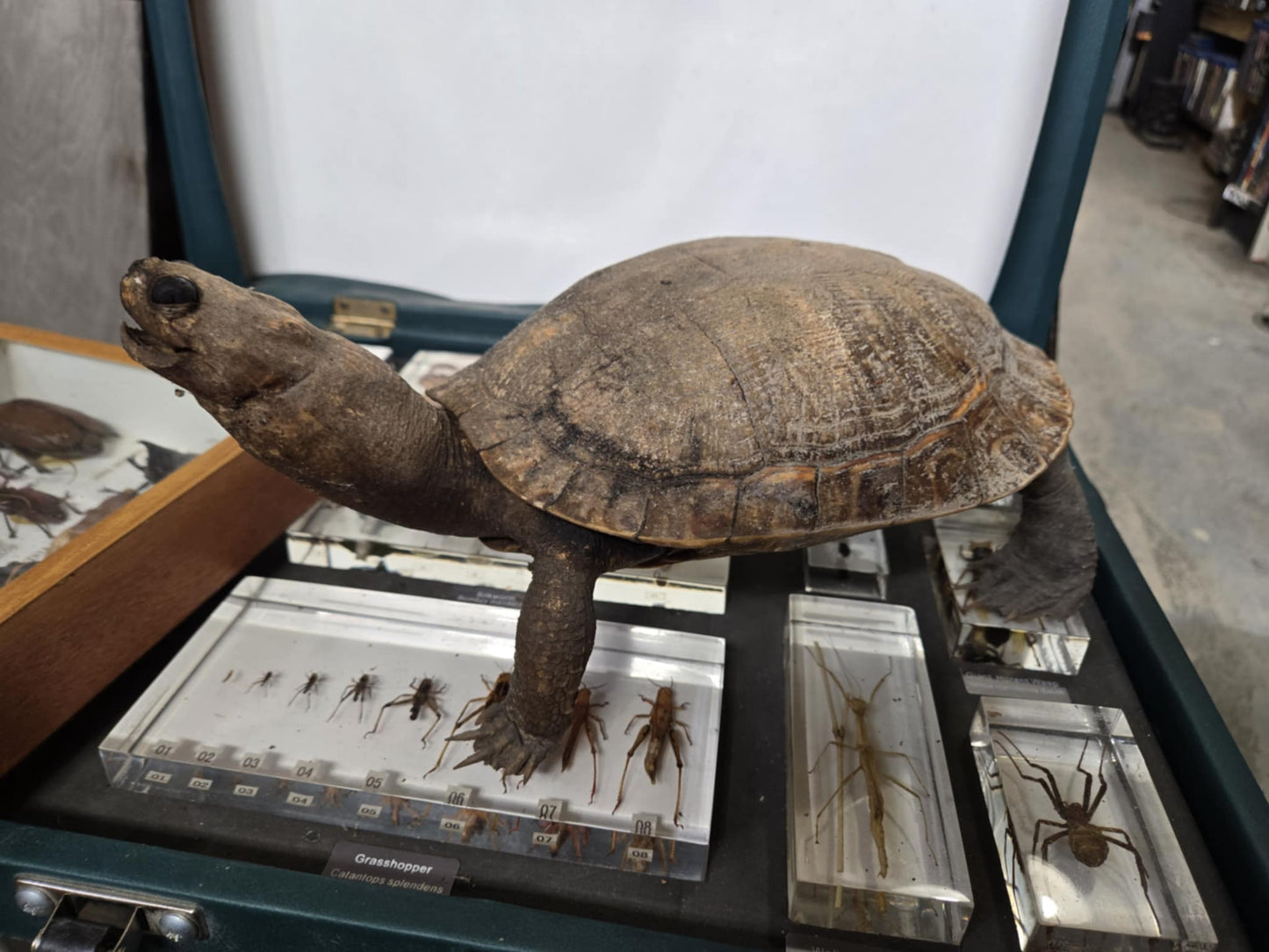 Taxidermie vintage tortue
