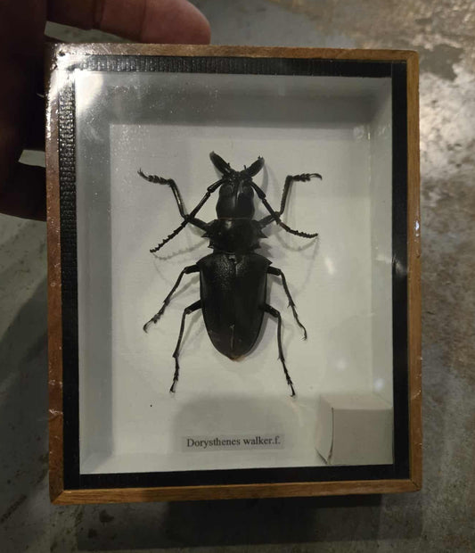 Insecte naturalisé Dorysthenes walkeri