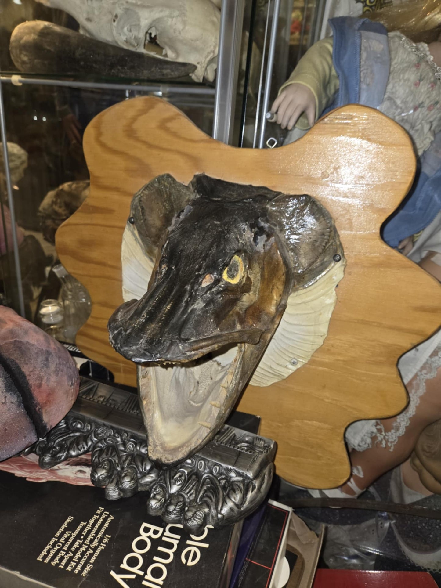 Taxidermie tête de brochet