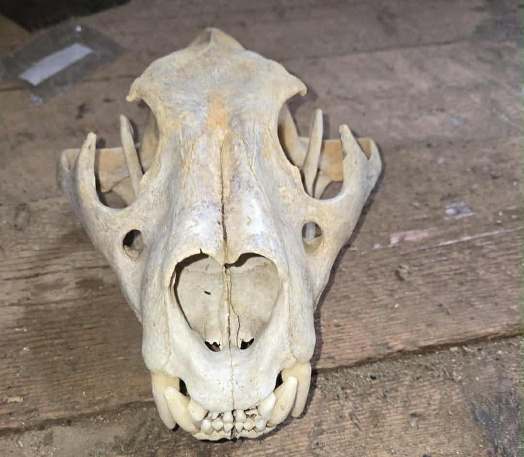 Crâne de lion complet