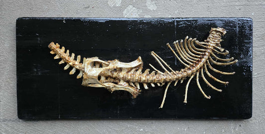 Colonne vertébrale et bassin de coyote