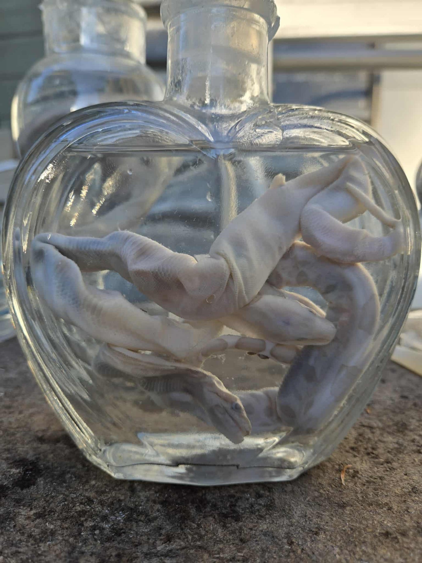 Wet specimen serpents dans le formol