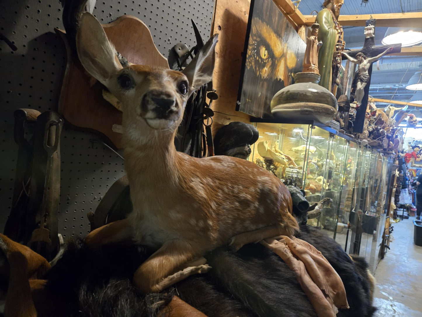 Taxidermie faon couché