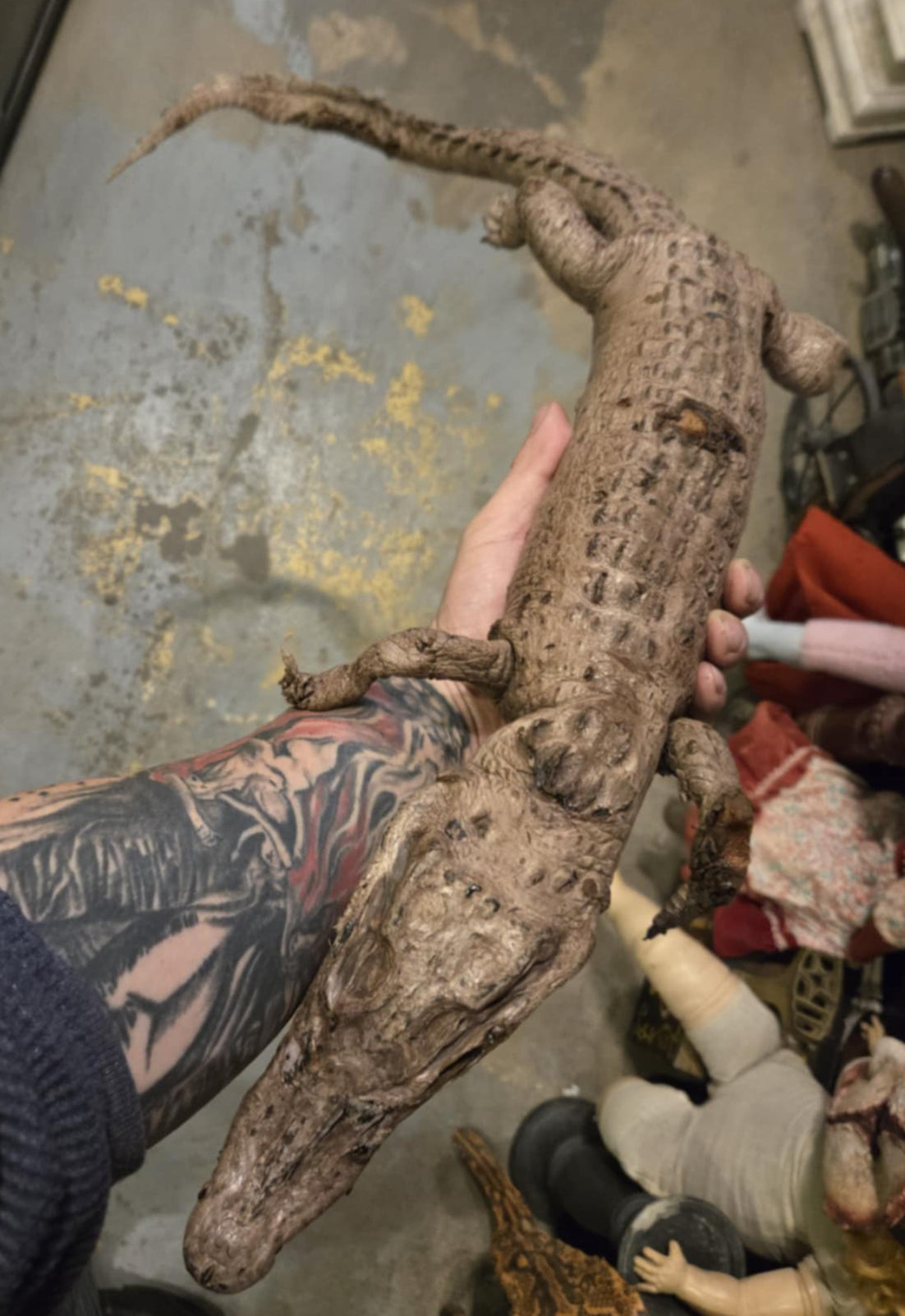 Taxidermie vintage petit crocodile