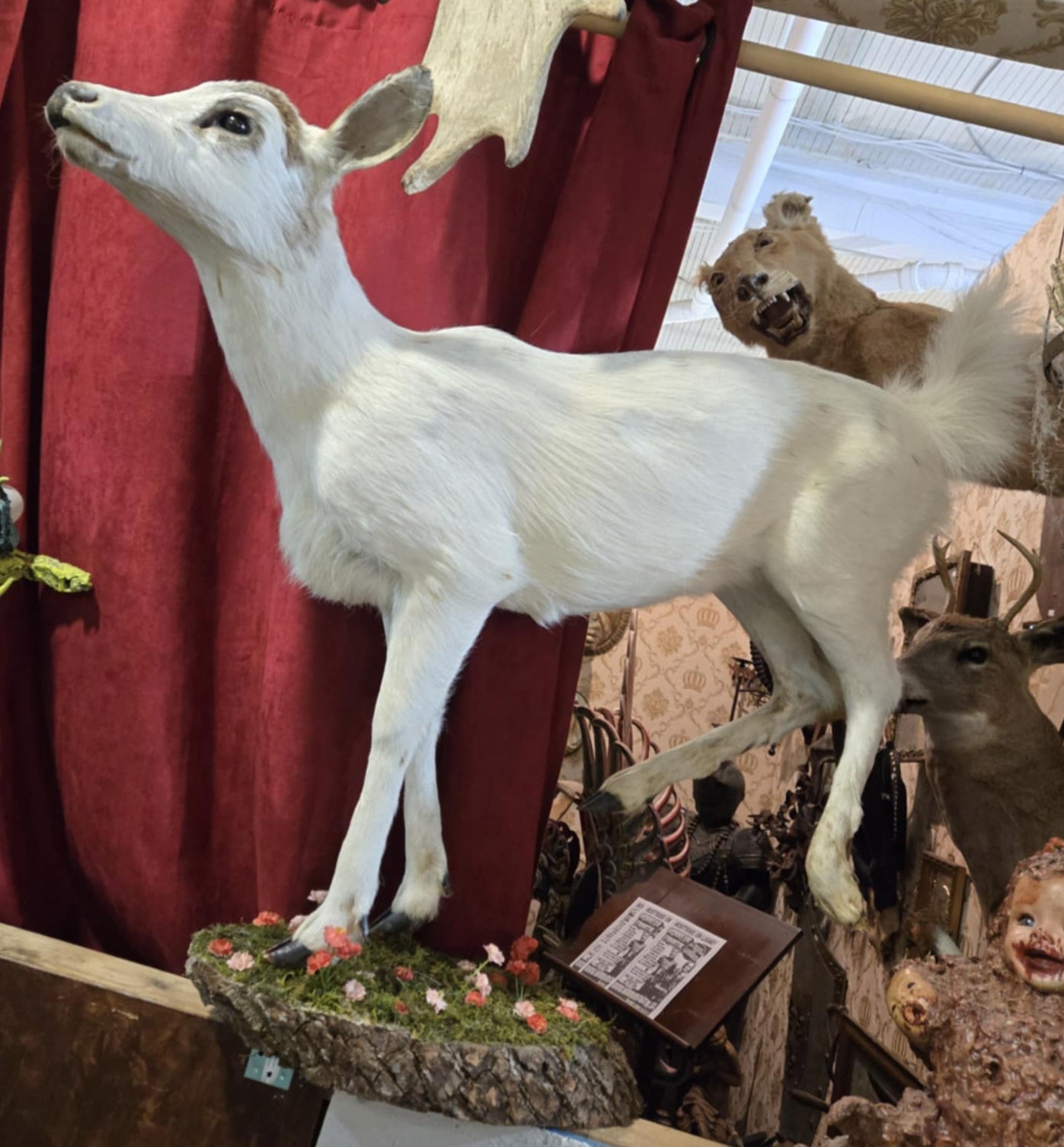 Taxidermie biche sur socle décoratif