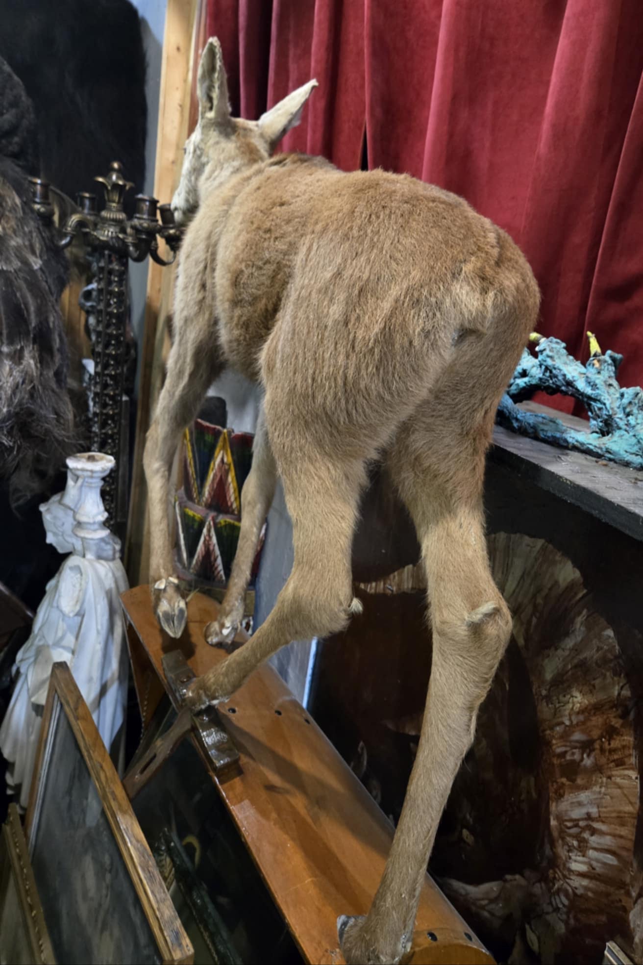 Taxidermie bébé orignal.