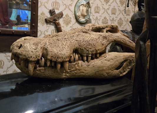 Immense Moulage Crâne Crocodile