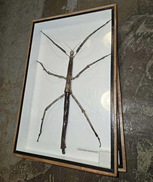 Insecte bâton naturalisé et encadré